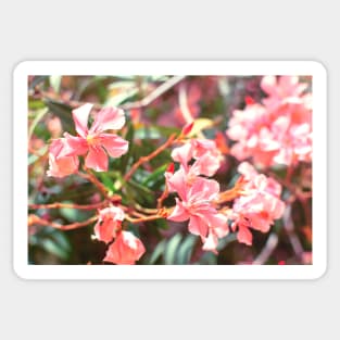 Pink Nerium oleander flower Sticker